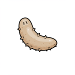 Sea Cucumber