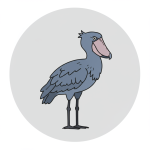 Shoebill