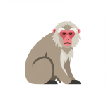 Snow Monkey