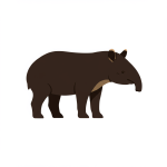 Tapir