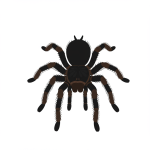 Tarantula