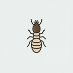 Termite