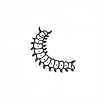 Velvet Worm