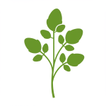Watercress