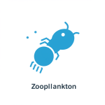 Zooplankton